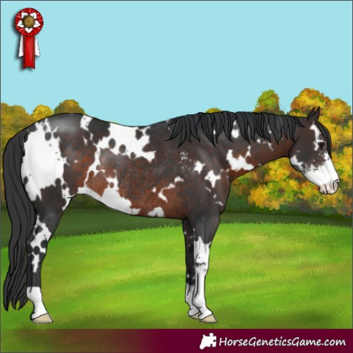 Horse Color:White Spotted Brown Sabino Rabicano 