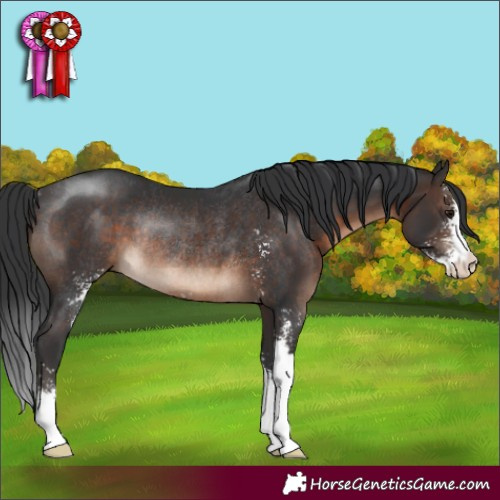 Horse Color:Brown Sabino Rabicano 