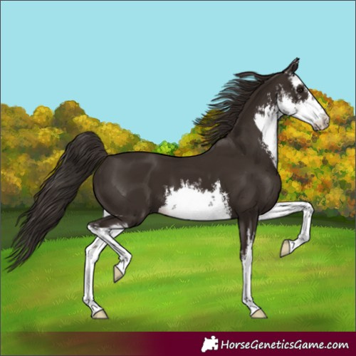 Horse Color:White Spotted Liver Chestnut 