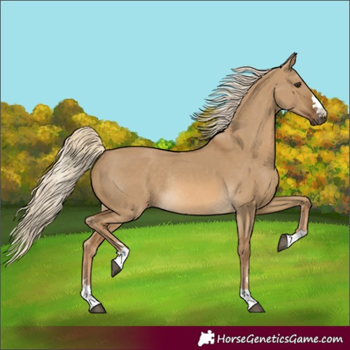 Horse Color:Chocolate Palomino Dun Rabicano 