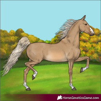 Horse Color:Chocolate Palomino Dun Rabicano 