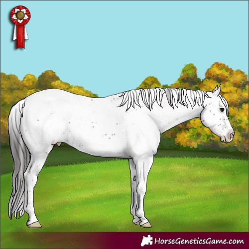 Horse Color:Smoky Black Sabino Appaloosa Rabicano 