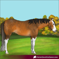 Horse Color:Gray Buckskin Splash 