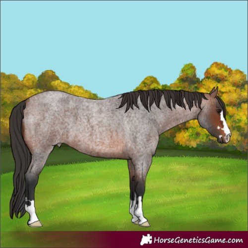 Horse Color:Brown Roan 