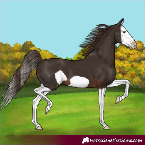 Horse Color:Liver Chestnut Splash Frame 