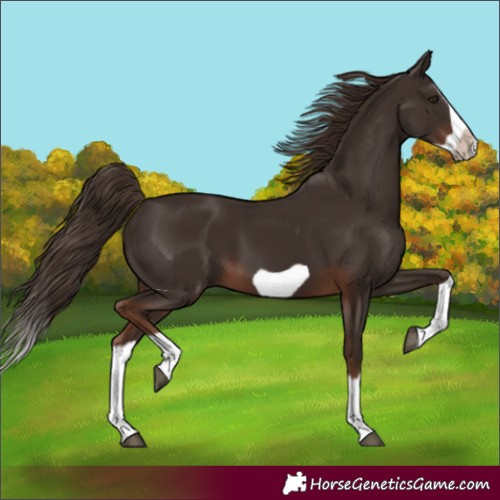 Horse Color:Unknown 