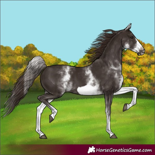 Horse Color:White Spotted Liver Chestnut Frame 