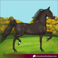 Horse Color:Liver Chestnut Frame 