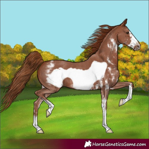 Horse Color:Chestnut Sabino Frame 