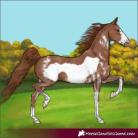 Horse Color:Chestnut Sabino Frame