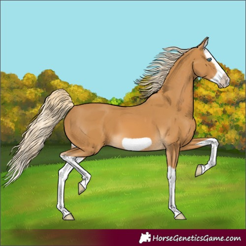 Horse Color:Unknown 