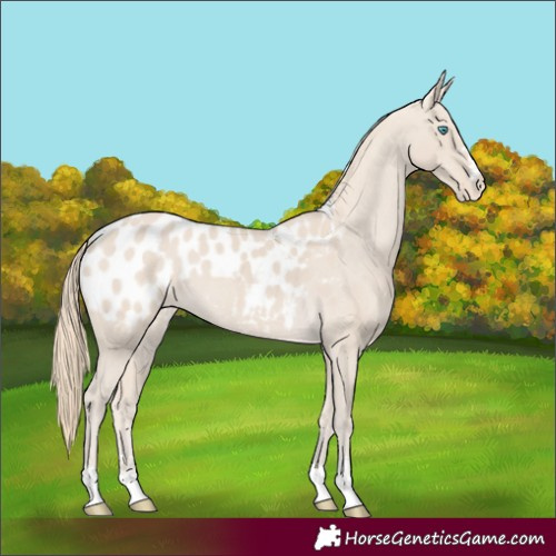 Horse Color:Smoky Creme Appaloosa 