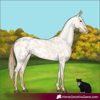 Horse Color:Red Dun Roan Appaloosa 