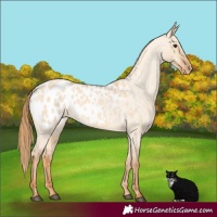 Horse Color:Red Dun Roan Appaloosa