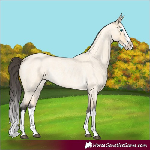 Horse Color:Buckskin Roan Dun Splash 