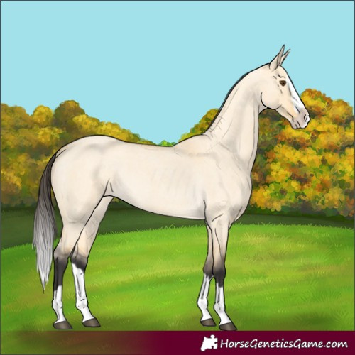 Horse Color:Buckskin Roan Dun Splash 