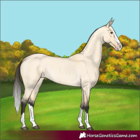 Horse Color:Buckskin Roan Dun Splash 