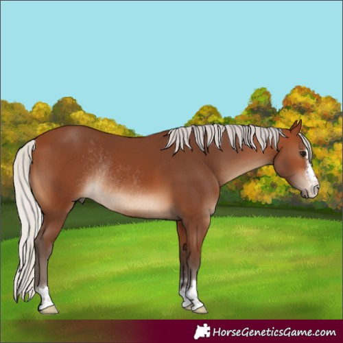 Horse Color:Silver Brown Rabicano 