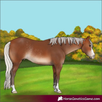 Horse Color:Silver Brown Rabicano 