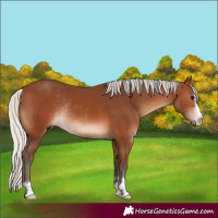 Horse Color:Silver Brown Rabicano