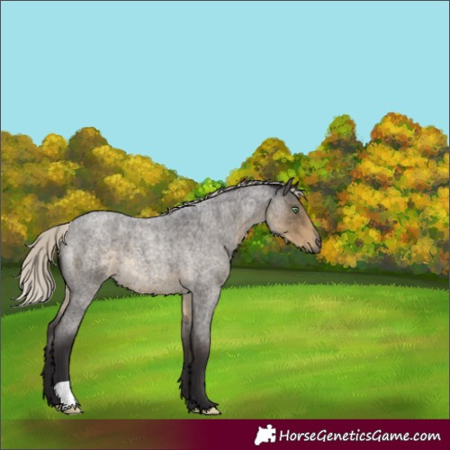 Horse Color:Silver Smoky Blue Roan 