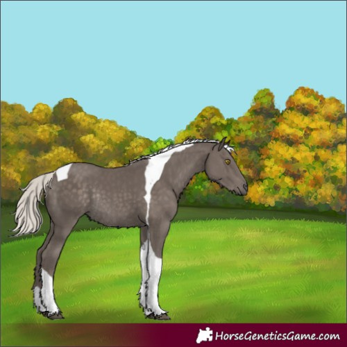 Horse Color:Silver Black Tobiano Rabicano 
