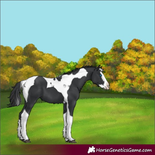 Horse Color:Black Splash Tobiano 