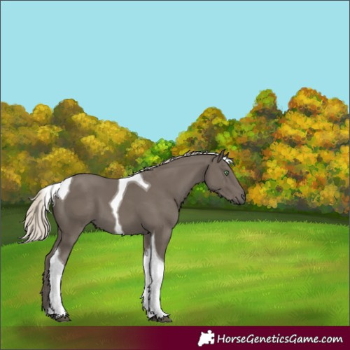 Horse Color:Silver Smoky Black Tobiano 