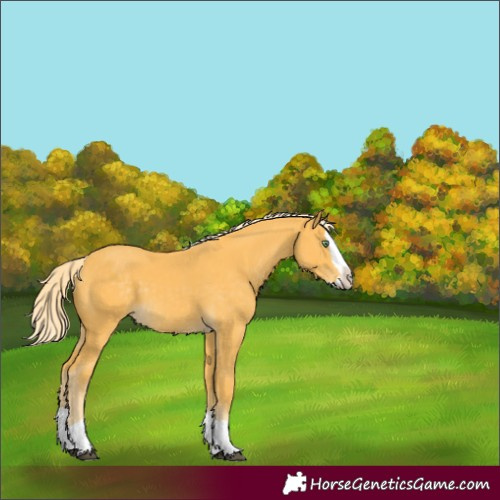 Horse Color:Palomino Splash 