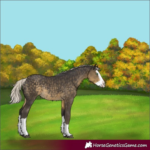 Horse Color:Silver Smoky Black Splash Rabicano 