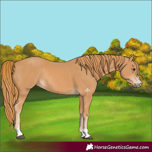 Horse Color:Chestnut Rabicano 