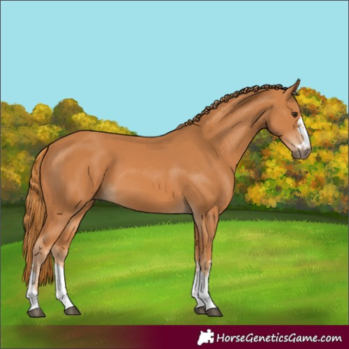 Horse Color:Chestnut 