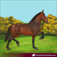 Horse Color:Bay 