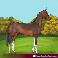 Horse Color:White Spotted Brown 