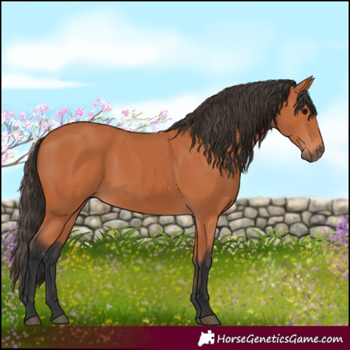 Horse Color:Bay Rabicano 