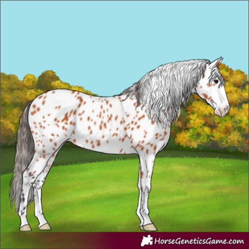 Horse Color:Bay Leopard 