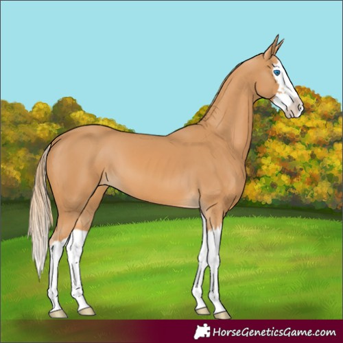 Horse Color:Chestnut Splash 