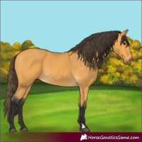 Horse Color:Buckskin 