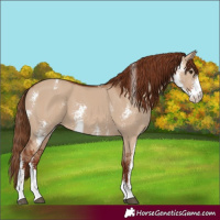 Horse Color:Red Dun Sabino 