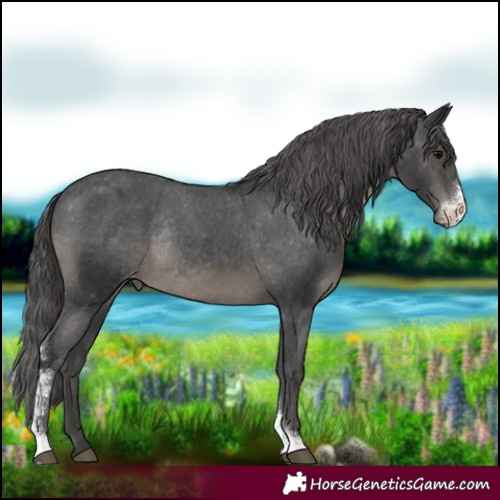 Horse Color:Black Sabino Appaloosa Rabicano 