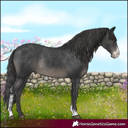 Horse Color:Black Sabino Appaloosa Rabicano 