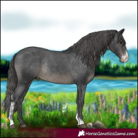 Horse Color:Black Sabino Appaloosa Rabicano