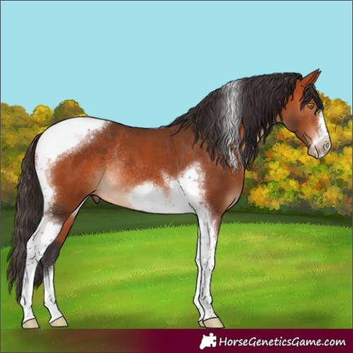 Horse Color:Bay Tobiano Frame Rabicano