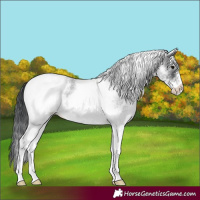 Horse Color:White Spotted Blue Roan