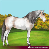 Horse Color:White Spotted Bay Dun 