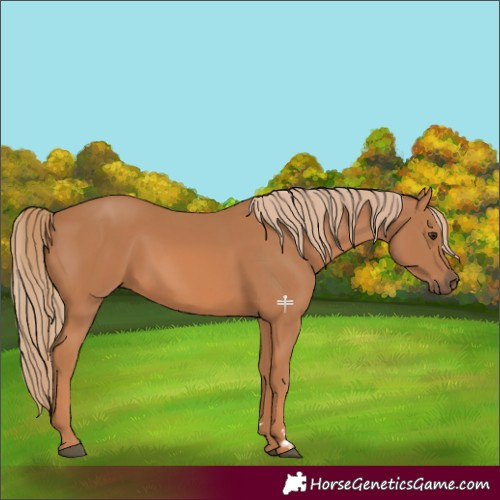 Horse Color:Chestnut Rabicano 