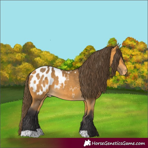 Horse Color:Unknown 