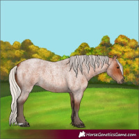 Horse Color:Silver Bay Roan 