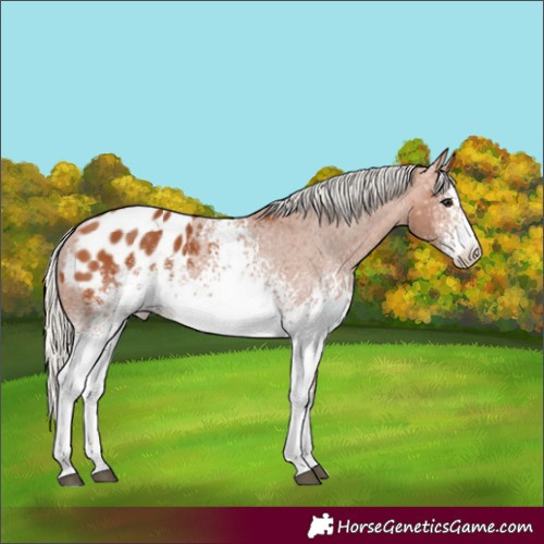 Horse Color:White Spotted Silver Bay Appaloosa 