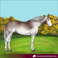 Horse Color:Gray White Spotted Silver Bay 